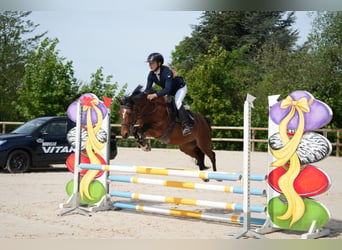 Welsh-PB, Stute, 5 Jahre, 137 cm