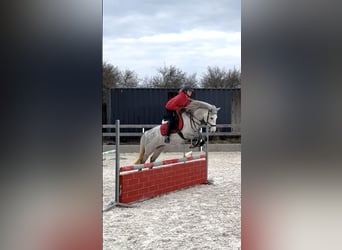 Welsh-PB, Stute, 5 Jahre, 137 cm, White