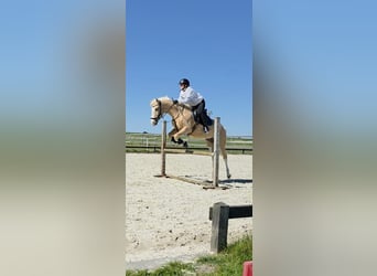 Welsh-PB, Stute, 5 Jahre, 145 cm, Palomino