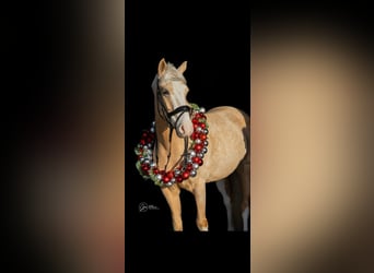 Welsh-PB, Stute, 5 Jahre, 145 cm, Palomino