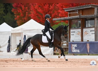 Welsh-PB, Stute, 7 Jahre, 146 cm, Schwarzbrauner