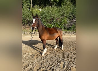 Welsh-PB, Stute, 8 Jahre, 126 cm