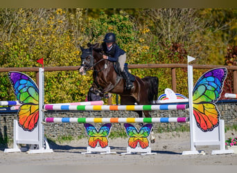 Welsh-PB, Stute, 8 Jahre, 135 cm, Fuchs
