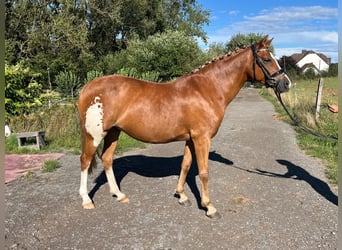 Welsh-PB, Stute, 9 Jahre, 144 cm, Fuchs