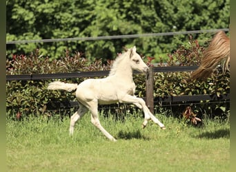 Welsh-PB, Stute, Fohlen (04/2026), 147 cm, Palomino