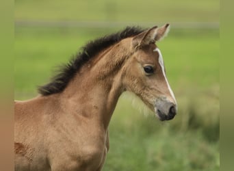 Welsh-PB, Stute, Fohlen (05/2026), 148 cm, Buckskin