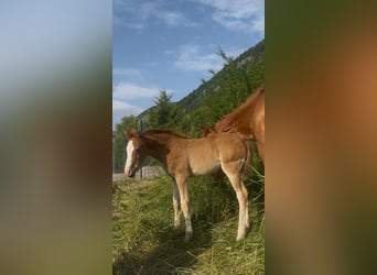 Welsh-PB, Stute, , Fuchs