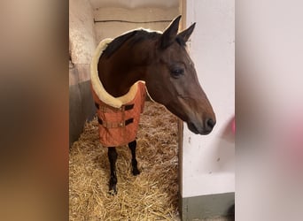 Welsh-PB, Wallach, 12 Jahre, 147 cm, Brauner