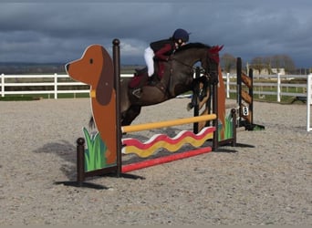 Welsh-PB, Wallach, 13 Jahre, 137 cm, Rappe