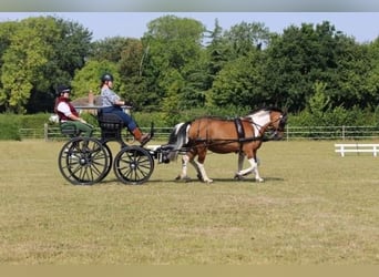 Welsh-PB Mix, Wallach, 20 Jahre, 132 cm, Tobiano-alle-Farben