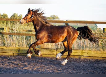 Welsh-PB, Wallach, 2 Jahre, 150 cm, Schwarzbrauner