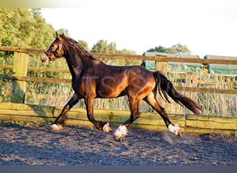 Welsh-PB, Wallach, 2 Jahre, 150 cm, Schwarzbrauner