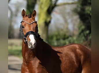 Welsh-PB, Wallach, 3 Jahre, 136 cm, Dunkelfuchs