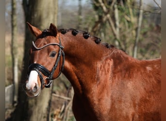 Welsh-PB, Wallach, 3 Jahre, 136 cm, Dunkelfuchs