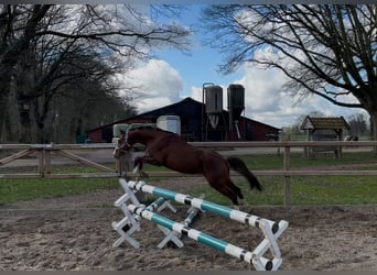 Welsh-PB, Wallach, 3 Jahre, 136 cm, Dunkelfuchs