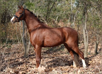 Welsh-PB, Wallach, 3 Jahre, 136 cm, Dunkelfuchs