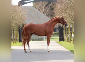 Welsh-PB, Wallach, 3 Jahre, 147 cm, Fuchs