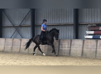 Welsh-PB, Wallach, 3 Jahre, 151 cm, Schwarzbrauner