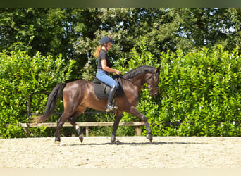 Welsh-PB, Wallach, 3 Jahre, 151 cm, Schwarzbrauner