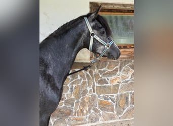 Welsh-PB Mix, Wallach, 4 Jahre, 138 cm, Rappschimmel