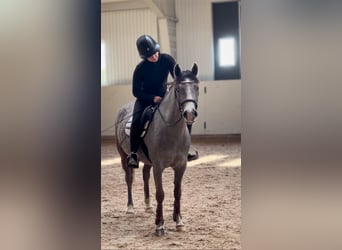 Welsh-PB, Wallach, 4 Jahre, 139 cm, Schimmel