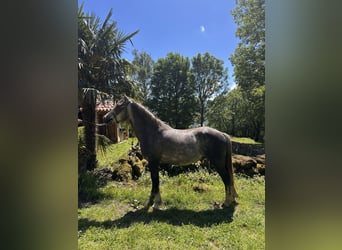 Welsh-PB, Wallach, 4 Jahre, 143 cm, Schimmel