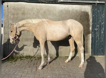 Welsh-PB, Wallach, 4 Jahre, 146 cm, Palomino