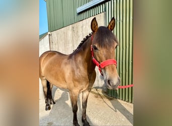 Welsh-PB, Wallach, 5 Jahre, 126 cm, Brauner