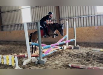 Welsh-PB, Wallach, 5 Jahre, 126 cm, Brauner