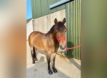 Welsh-PB, Wallach, 5 Jahre, 126 cm, Brauner