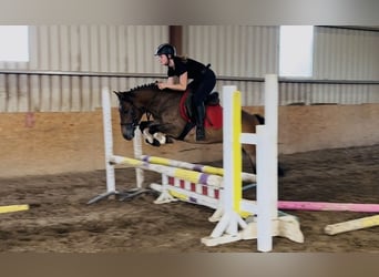 Welsh-PB, Wallach, 5 Jahre, 126 cm, Brauner
