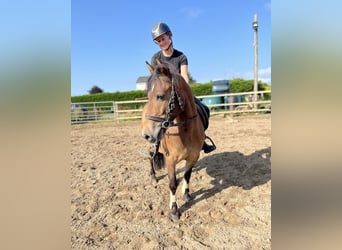 Welsh-PB, Wallach, 5 Jahre, 126 cm, Brauner