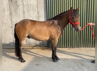 Welsh-PB, Wallach, 5 Jahre, 126 cm, Brauner