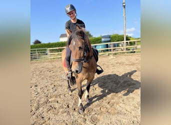 Welsh-PB, Wallach, 5 Jahre, 126 cm, Brauner