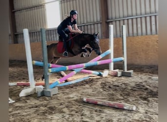 Welsh-PB, Wallach, 5 Jahre, 126 cm, Brauner