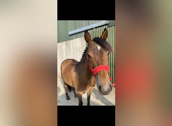 Welsh-PB, Wallach, 5 Jahre, 126 cm, Brauner