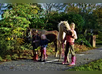 Welsh-PB, Wallach, 5 Jahre, 138 cm, Brauner