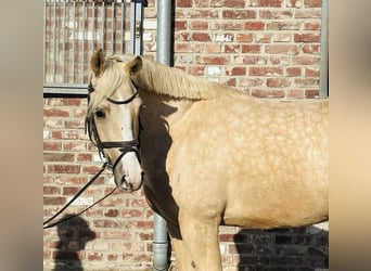Welsh-PB, Wallach, 5 Jahre, 145 cm, Palomino