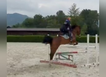 Welsh-PB, Wallach, 5 Jahre, 147 cm, Brauner