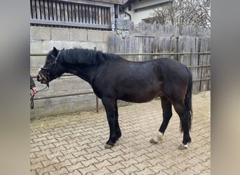 Welsh-PB, Wallach, 6 Jahre, 137 cm, Dunkelbrauner