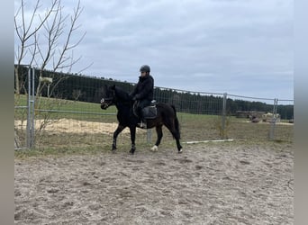 Welsh-PB, Wallach, 6 Jahre, 137 cm, Dunkelbrauner