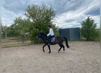 Welsh-PB, Wallach, 6 Jahre, 137 cm, Dunkelbrauner
