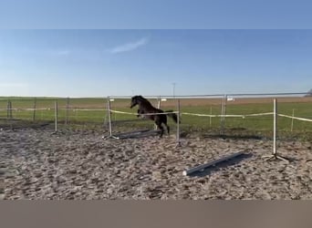 Welsh-PB, Wallach, 6 Jahre, 137 cm, Dunkelbrauner