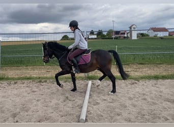 Welsh-PB, Wallach, 6 Jahre, 137 cm, Dunkelbrauner