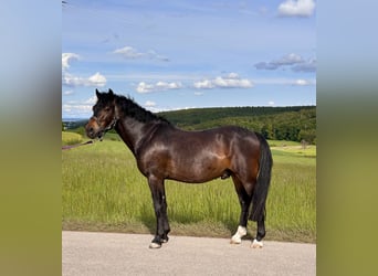 Welsh-PB, Wallach, 6 Jahre, 137 cm, Dunkelbrauner