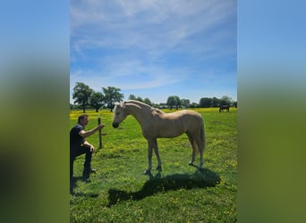 Welsh-PB, Wallach, 6 Jahre, 145 cm, Palomino