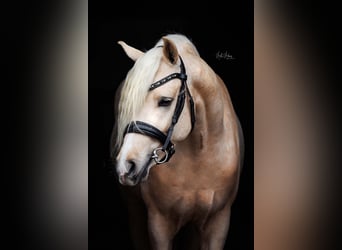 Welsh-PB, Wallach, 6 Jahre, 145 cm, Palomino
