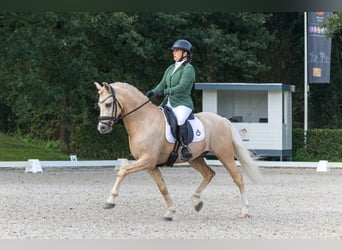 Welsh-PB, Wallach, 6 Jahre, 145 cm, Palomino