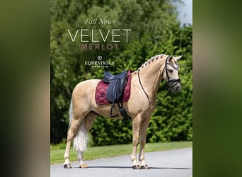 Welsh-PB, Wallach, 6 Jahre, 145 cm, Palomino