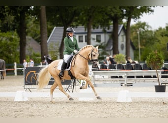Welsh-PB, Wallach, 6 Jahre, 145 cm, Palomino